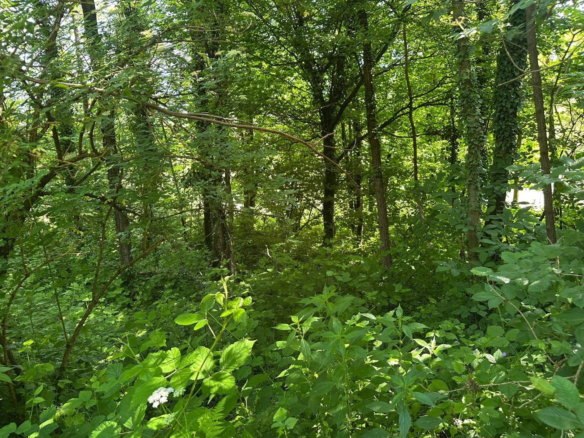 Bosco in vendita a Ello