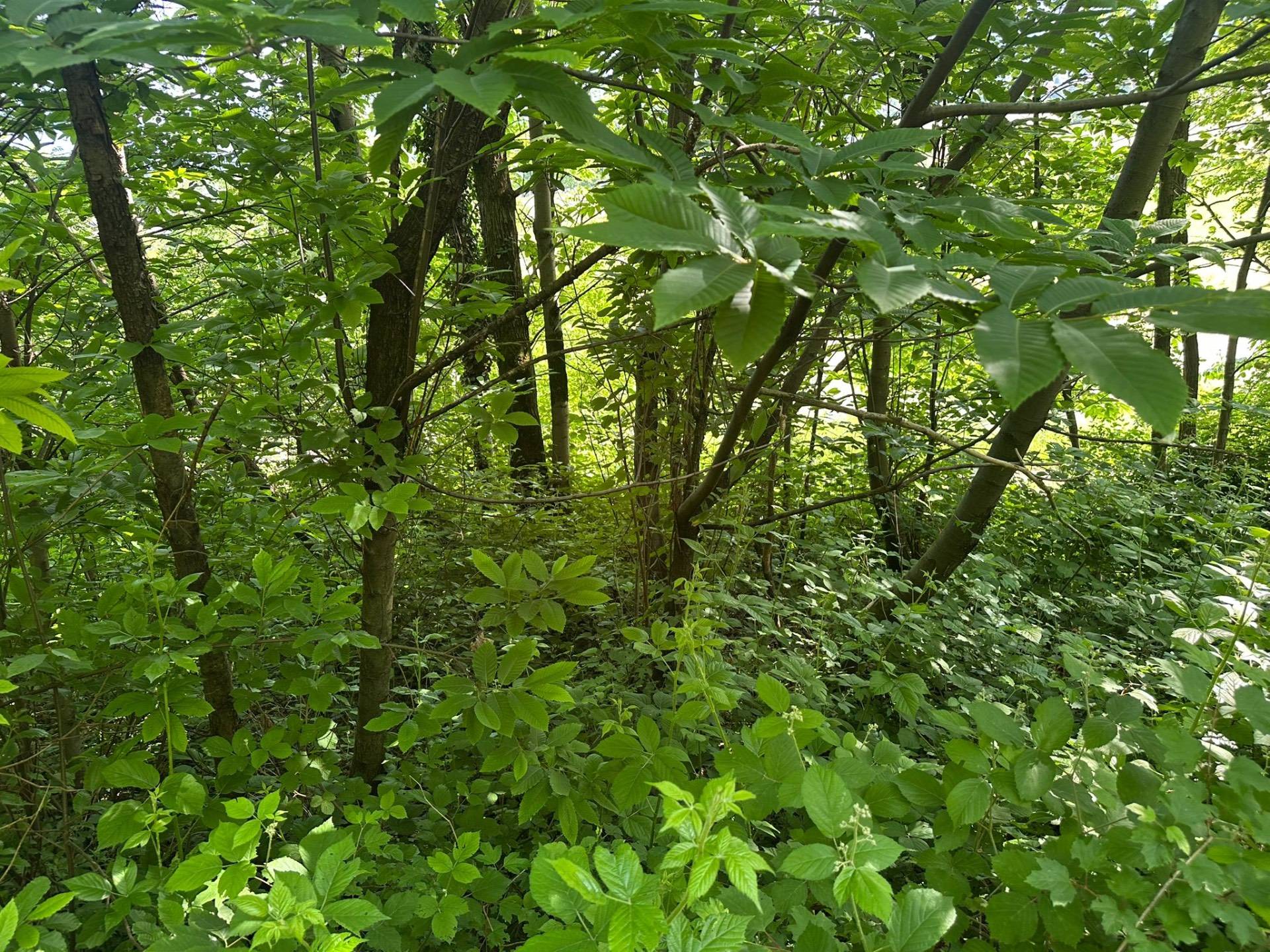 Bosco in vendita a Ello