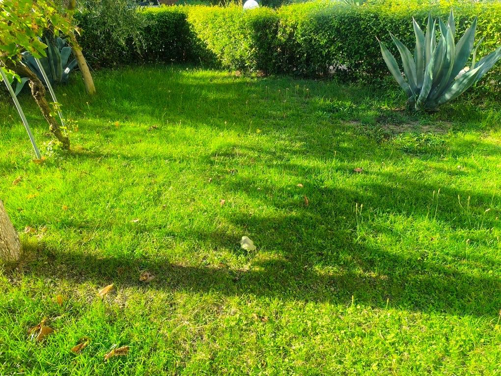 Villa con giardino, Sinalunga guazzino
