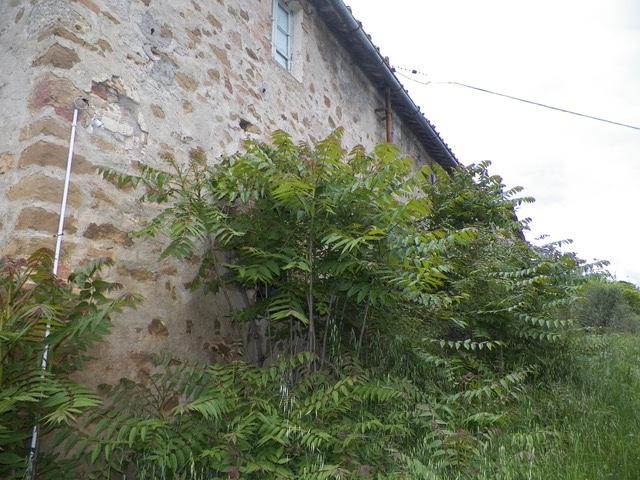 Rustico con giardino a Siena