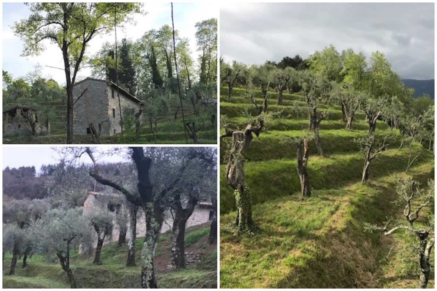 Rustico ristrutturato, Massarosa corsanico