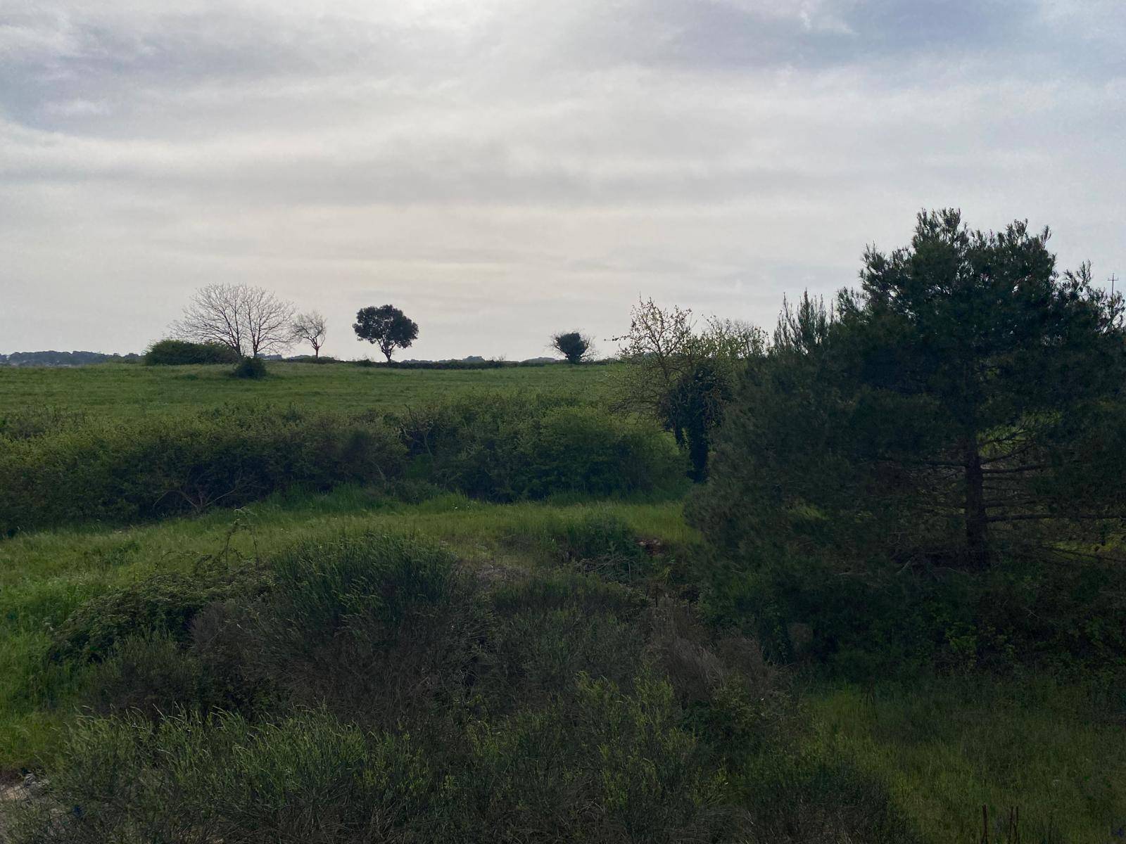 Terreno Agricolo in vendita a Martina Franca