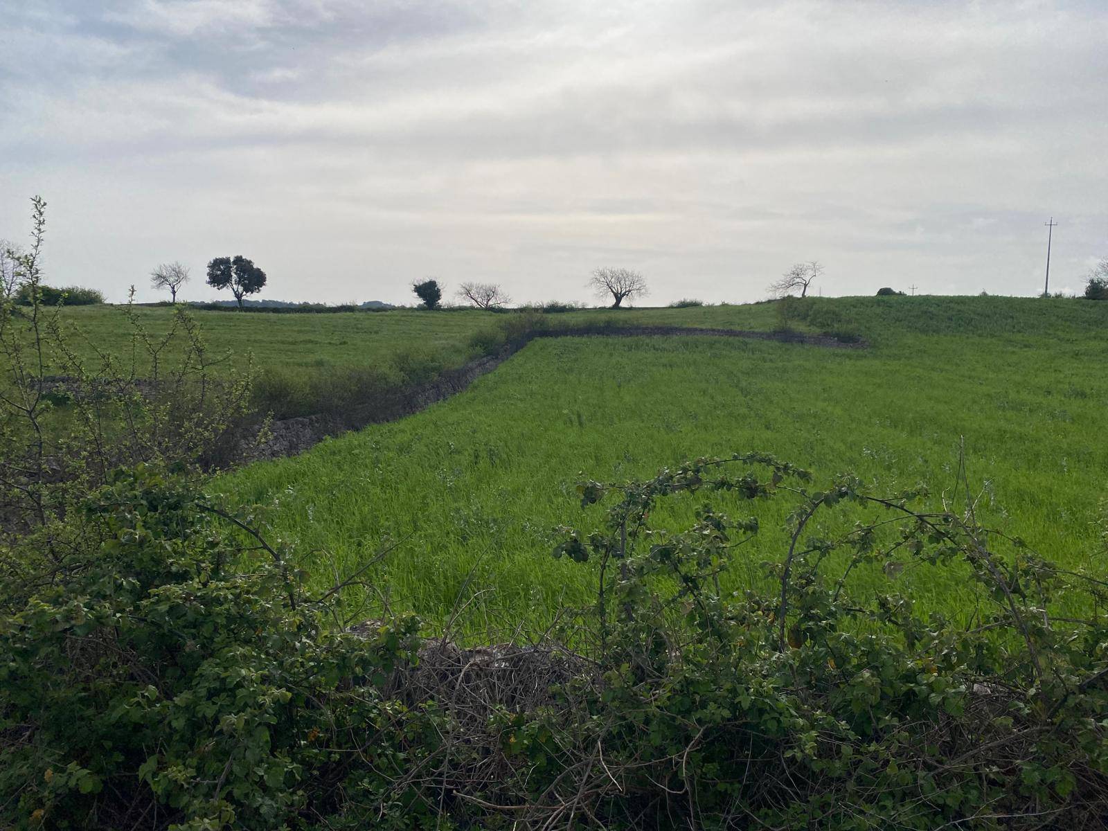 Terreno Agricolo in vendita a Martina Franca