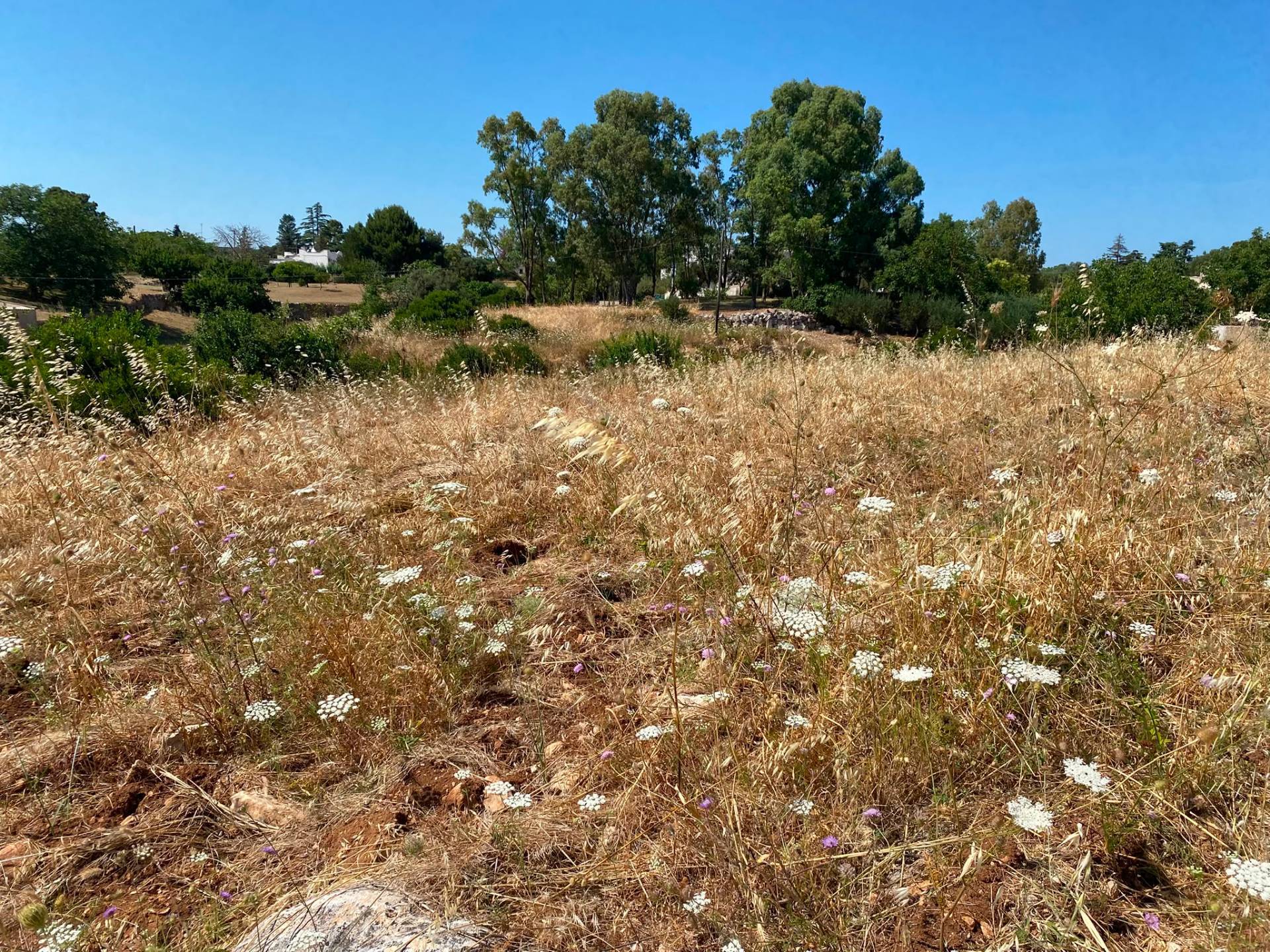 Terreno edificabile in vendita a Martina Franca