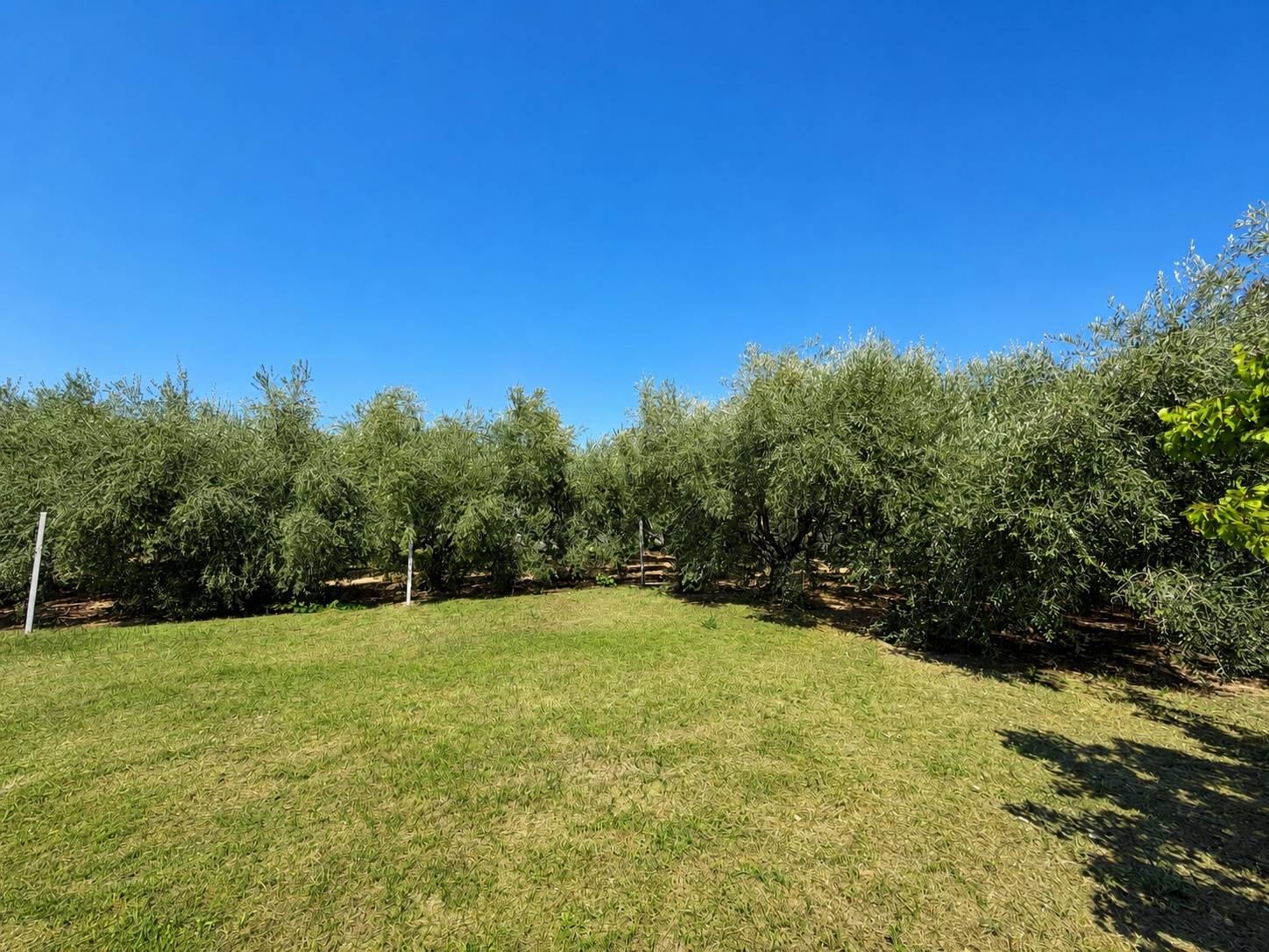 Casa singola in vendita a Albenga, Campochiesa