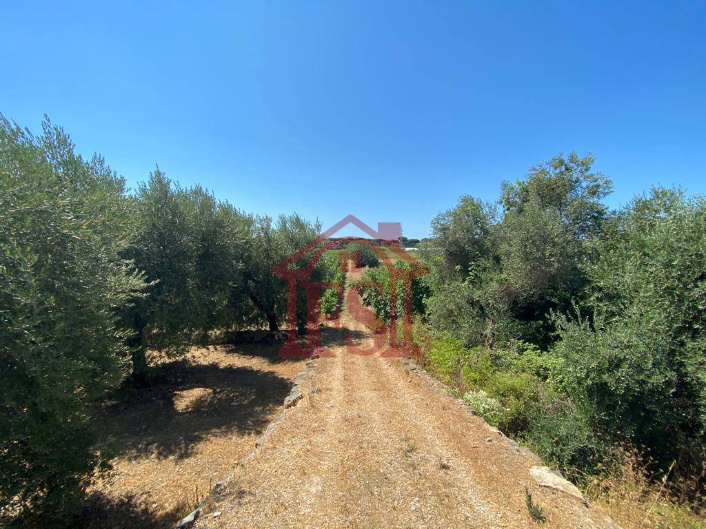 Terreno Agricolo in vendita a Terracina