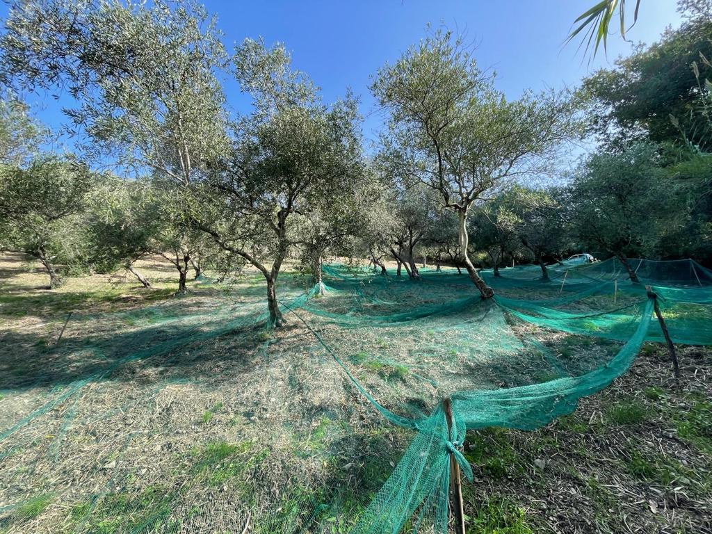 Terreno Agricolo in vendita a Maier�