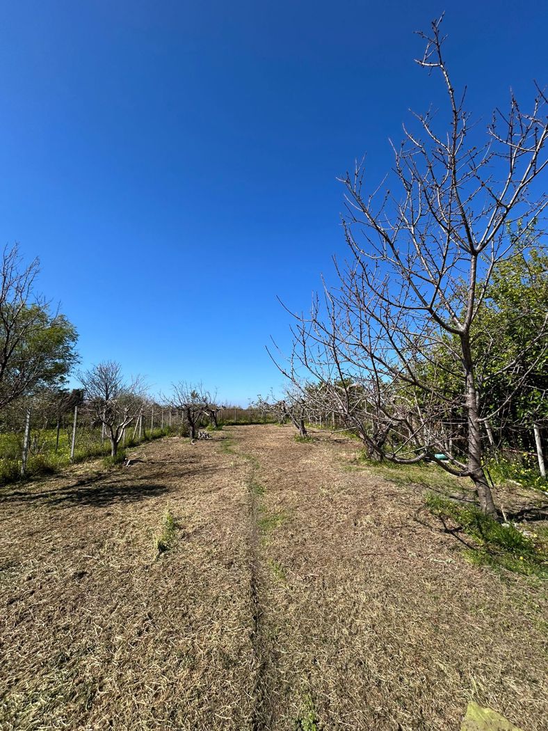 Terreno Agricolo in vendita a Scalea