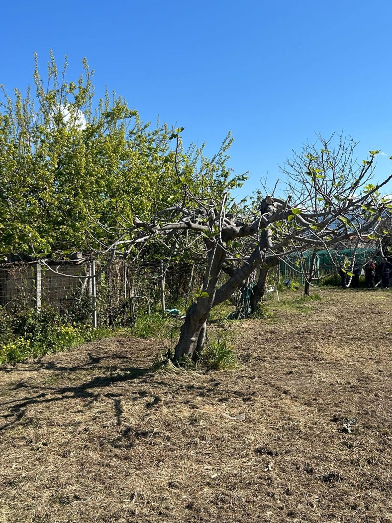 Terreno Agricolo in vendita a Scalea