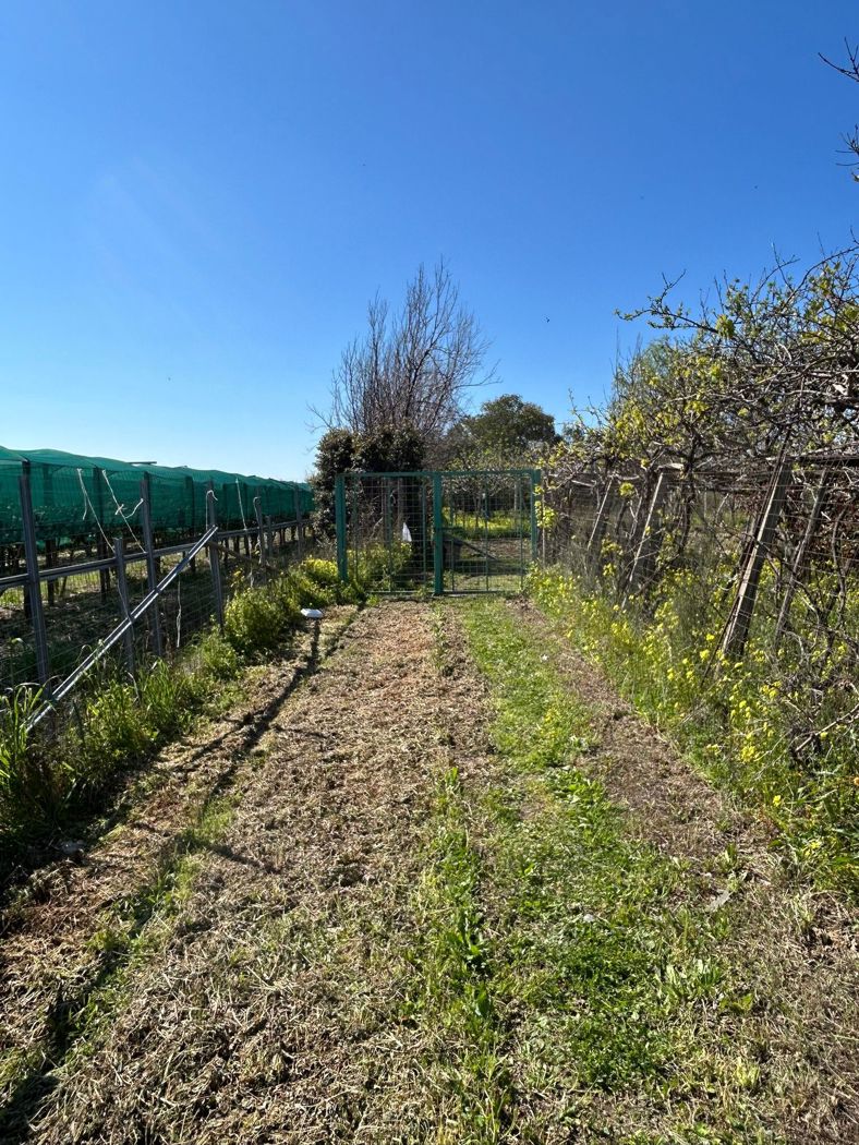 Terreno Agricolo in vendita a Scalea