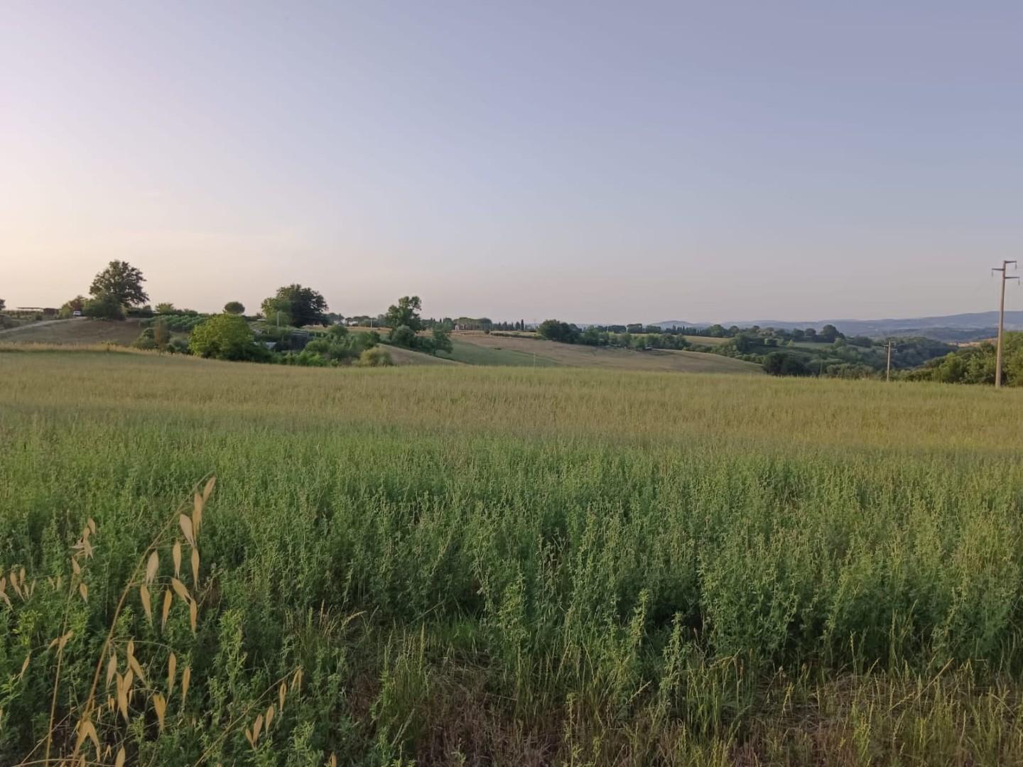 Terreno Agricolo in vendita a Colle di Val d'Elsa