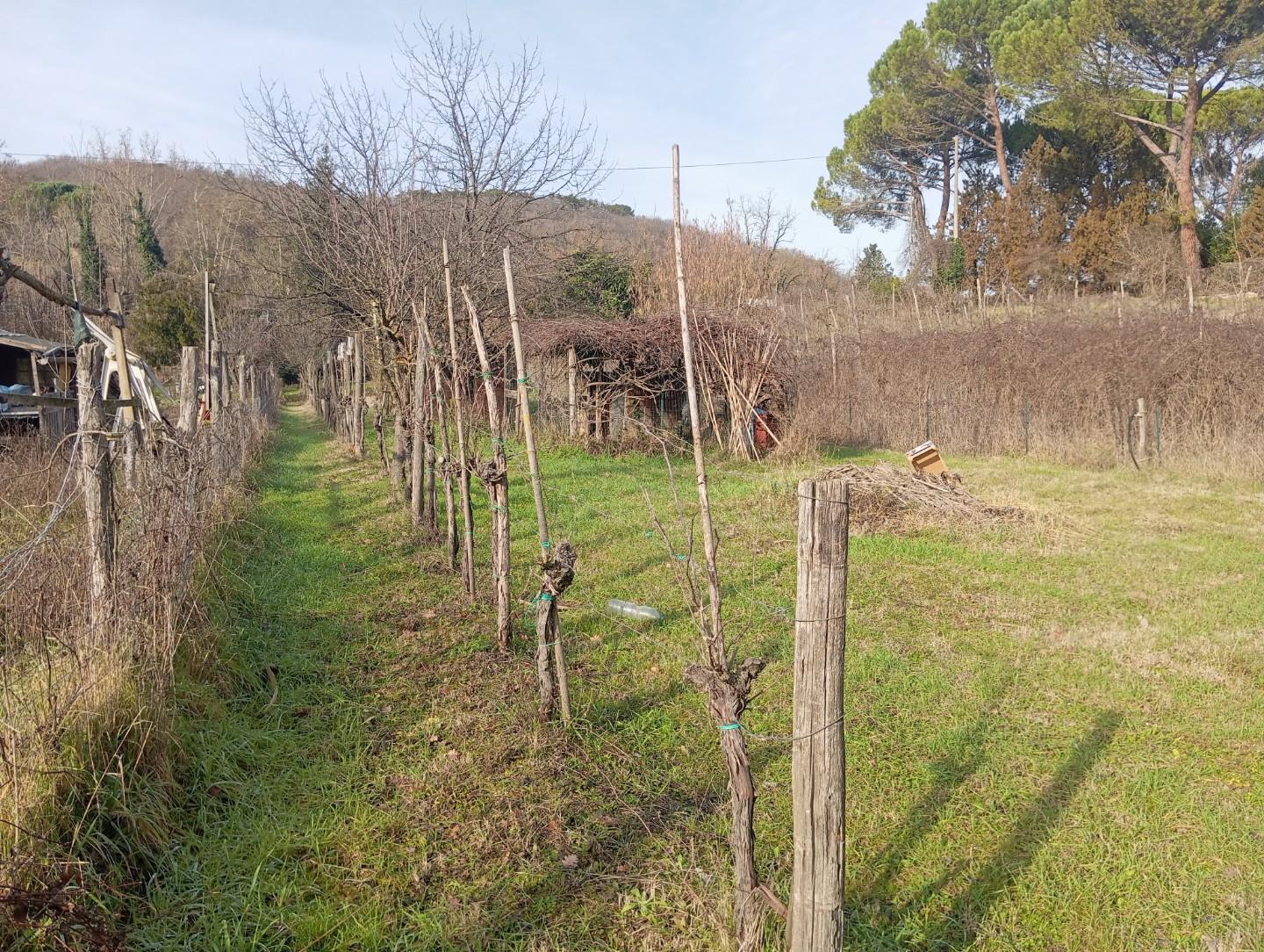 Terreno Agricolo in vendita a Poggibonsi