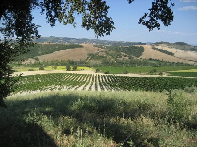 Terreno in vendita a Orvieto