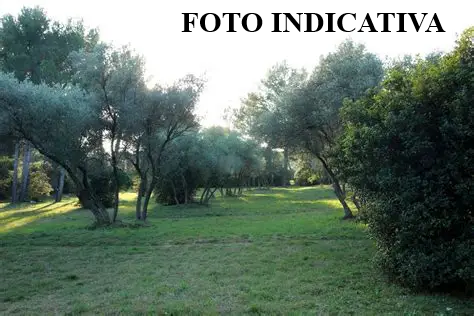 Terreno Agricolo in vendita, San Giuliano Terme orzignano