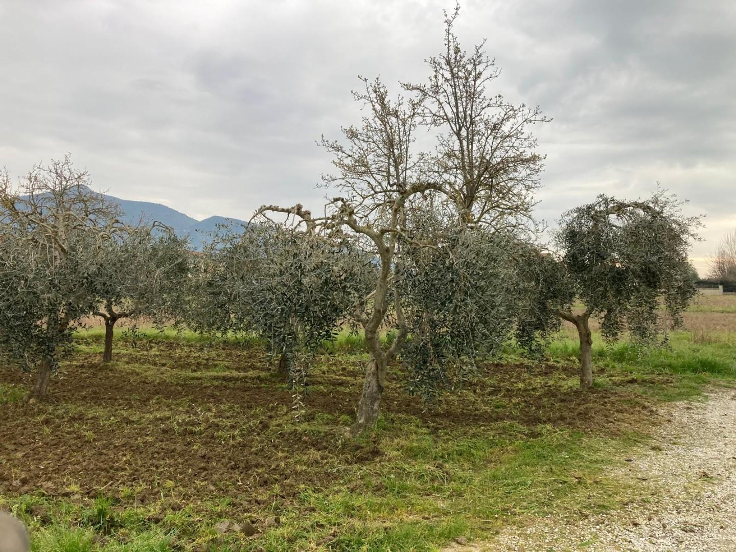Terreno Agricolo in vendita, Cascina san lorenzo alle corti
