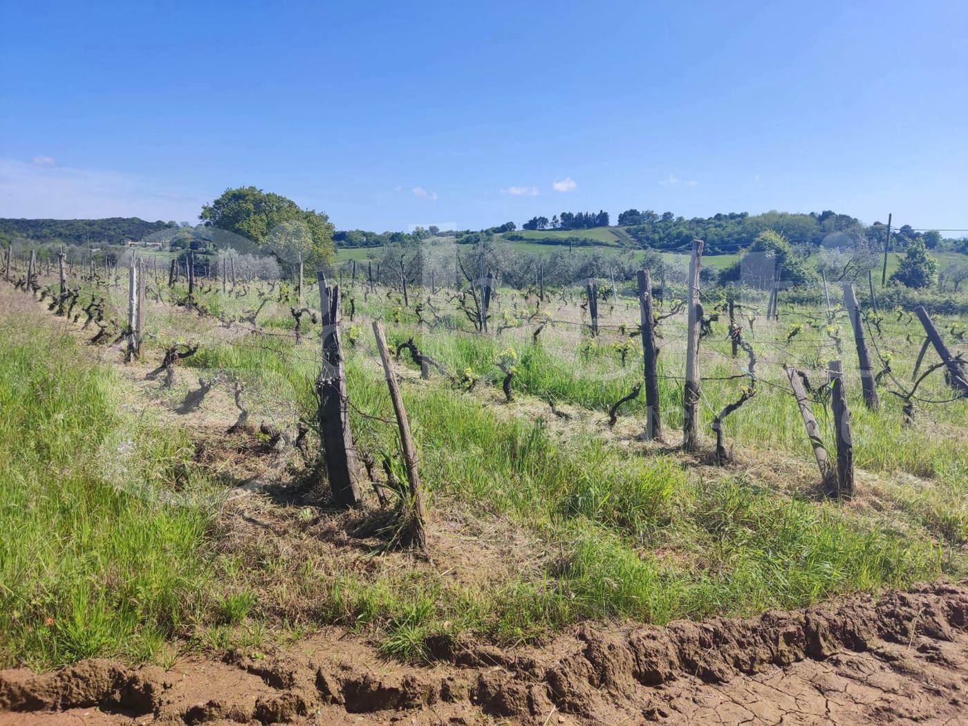 Casa indipendente con giardino a Massa Marittima