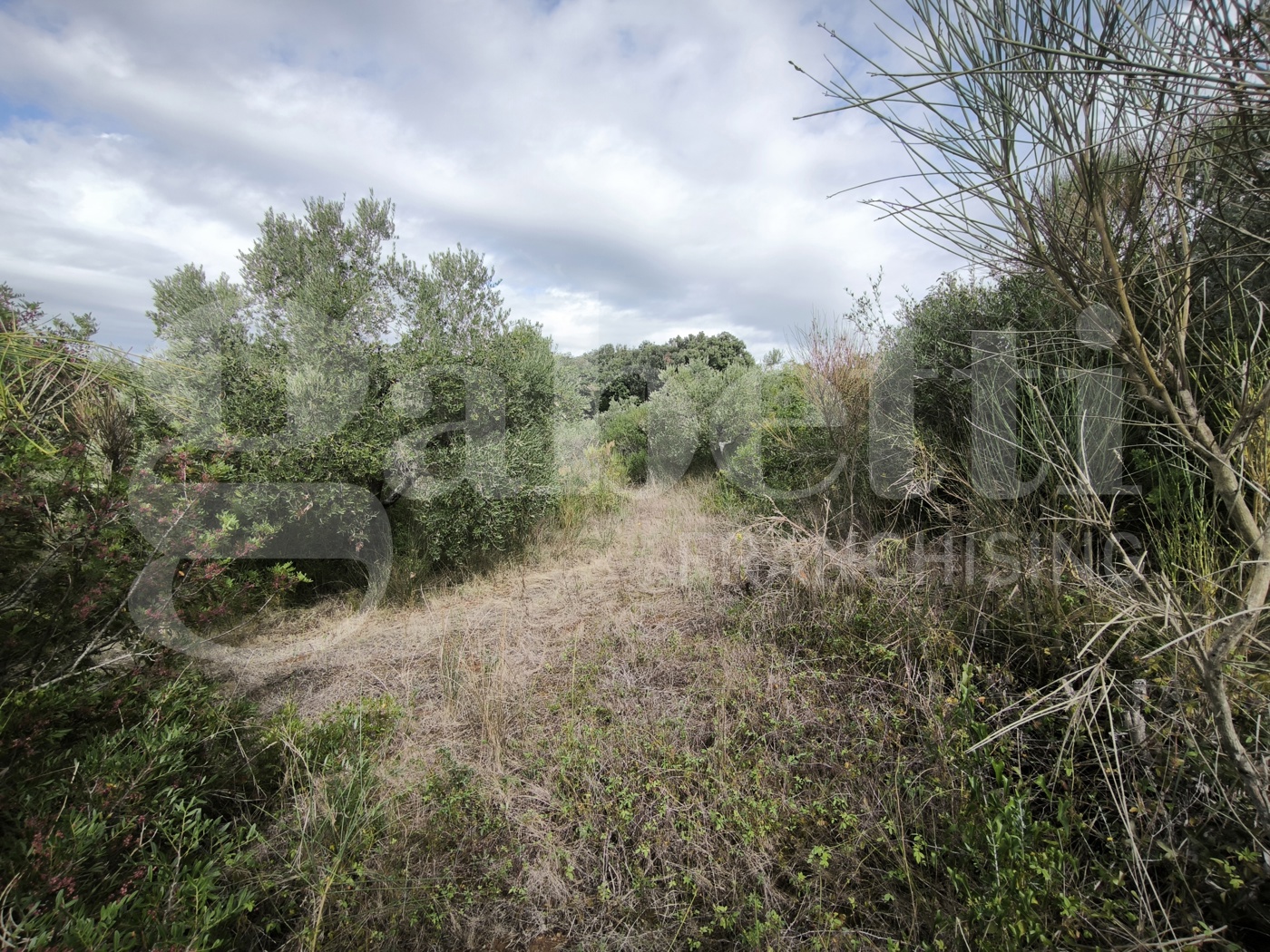 Terreno Agricolo vista mare a Follonica