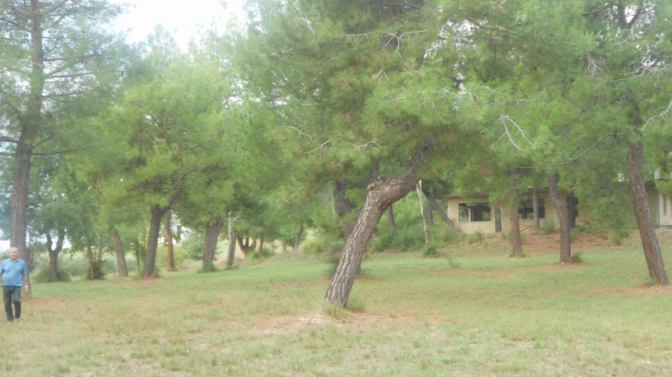 immagine annuncio 3 di 6