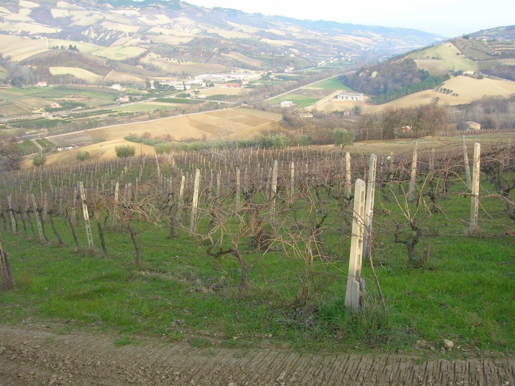 immagine annuncio 3 di 6