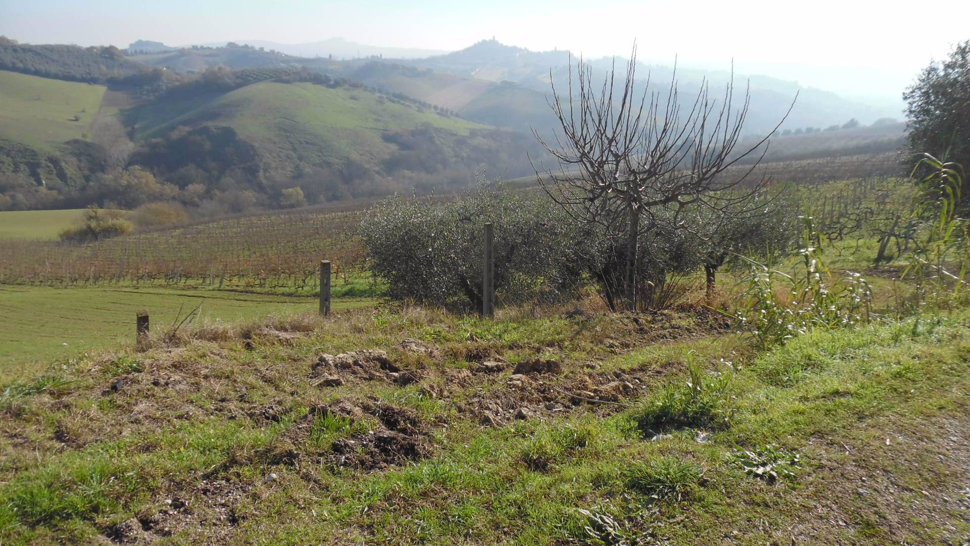 immagine annuncio 2 di 6