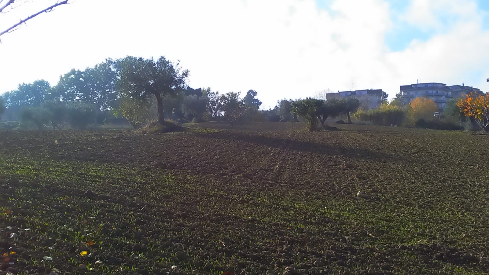 immagine annuncio 5 di 6