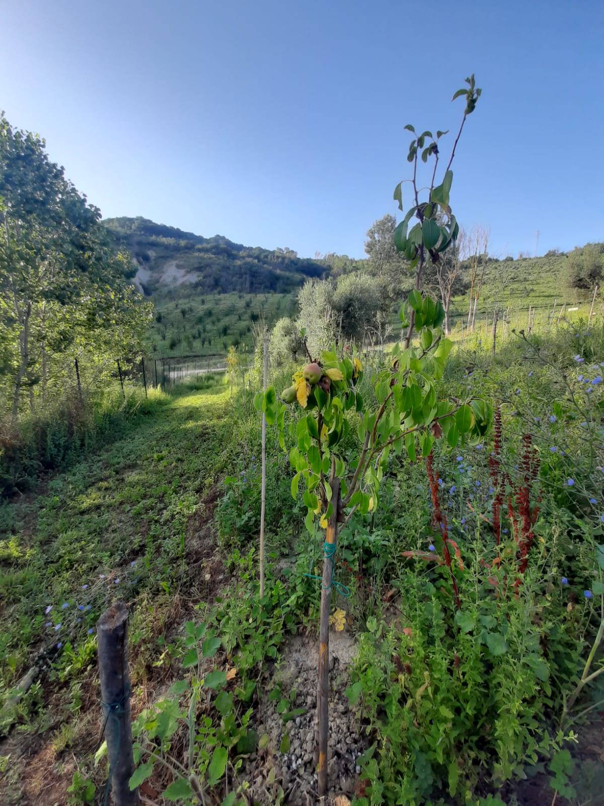 Terreno Agricolo in vendita a Ripatransone, Val Tesino
