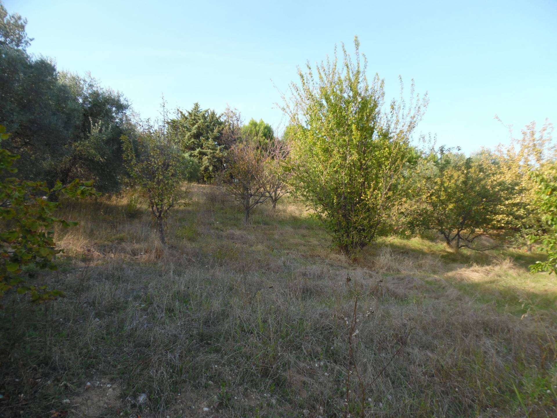 immagine annuncio 3 di 6