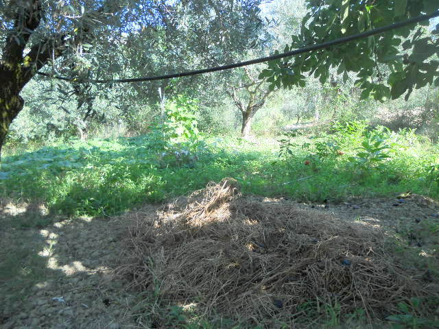 Casolare in vendita a Colonnella