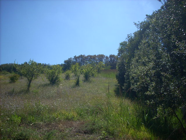 Terreno Agricolo in vendita a Colonnella
