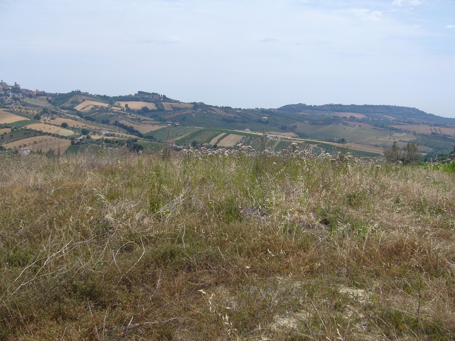 Casolare in vendita a Controguerra, Panoramica