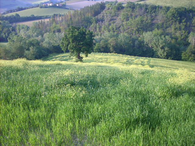 immagine annuncio 4 di 6