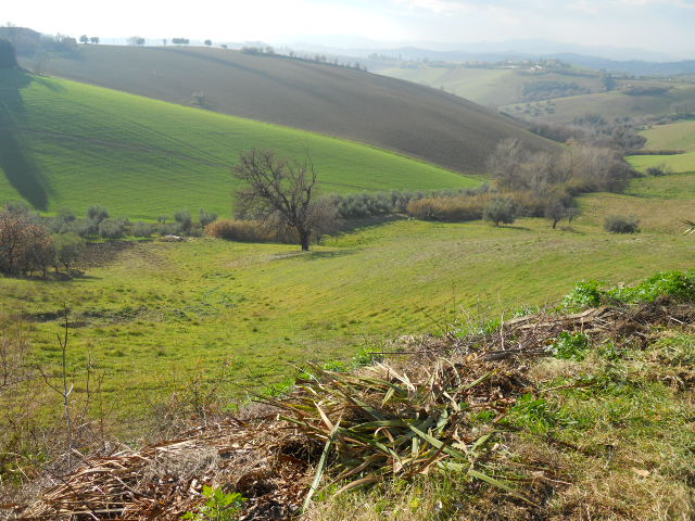 Terreno Agricolo in vendita a Monteprandone