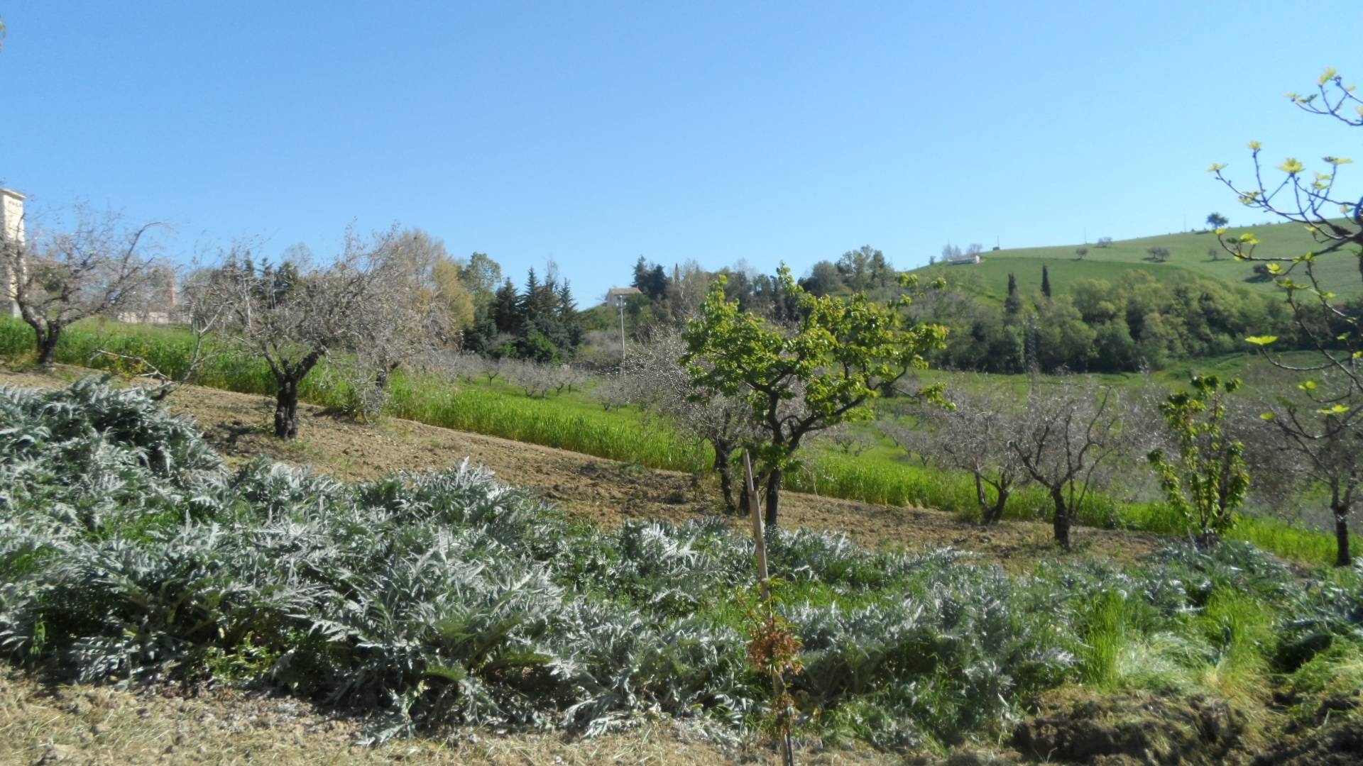 Terreno edificabile in vendita a Offida, San Barnaba