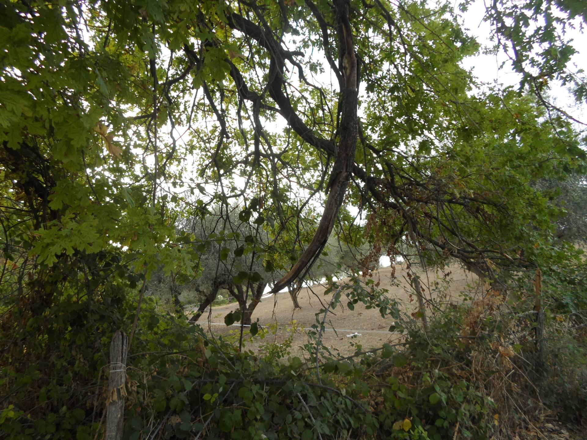 Terreno Agricolo in vendita a Castorano, San Silvestro