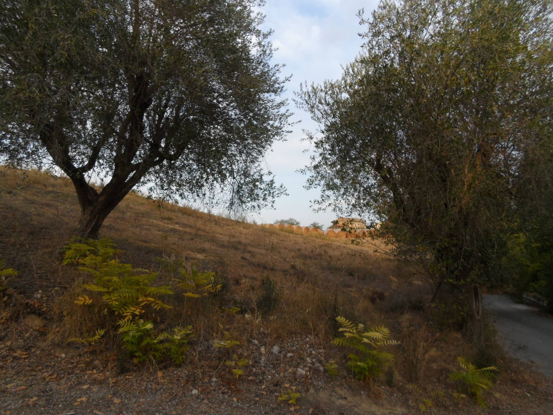 Terreno Agricolo in vendita a Castorano, San Silvestro