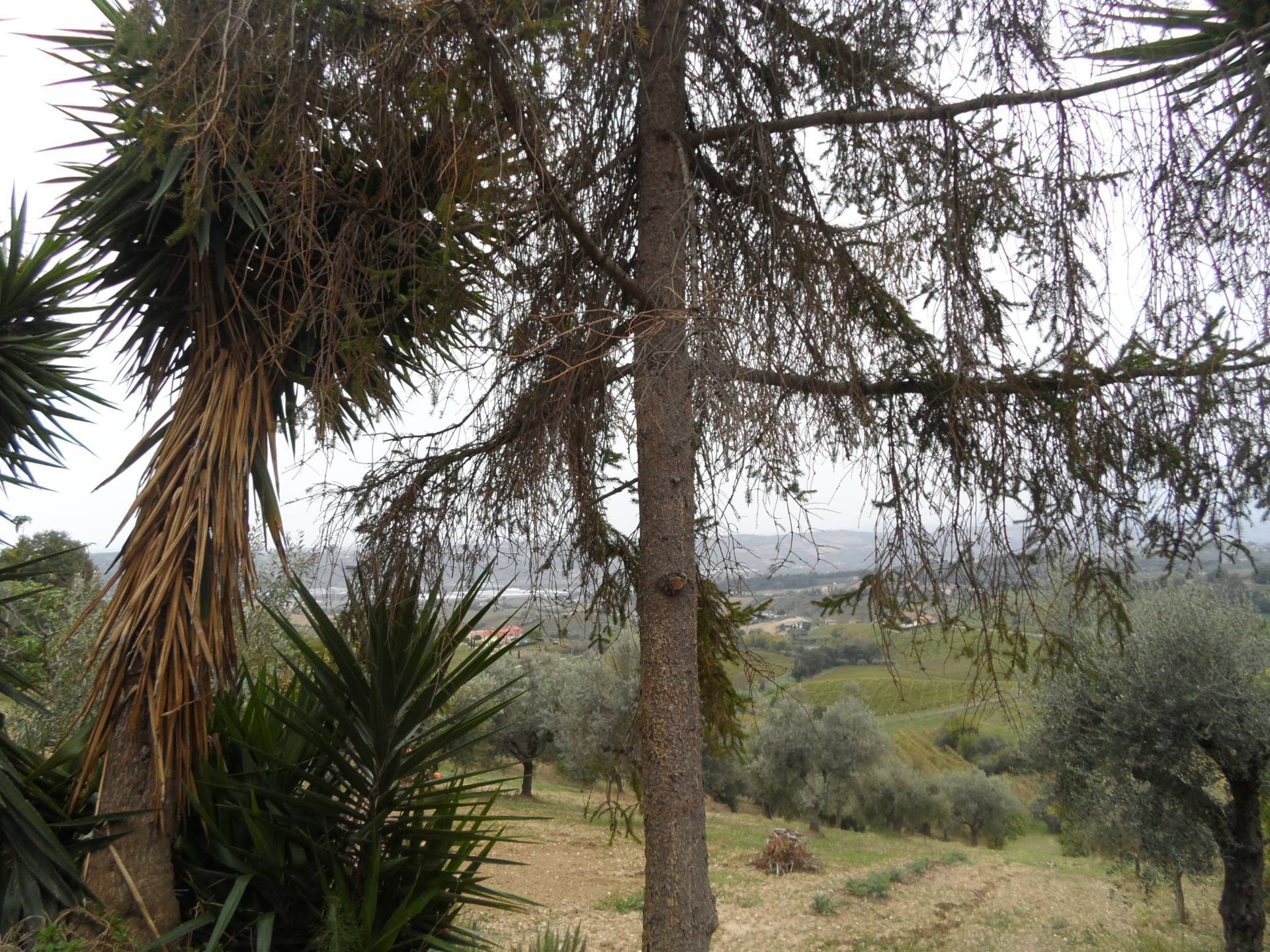 Terreno Agricolo in vendita a Monteprandone