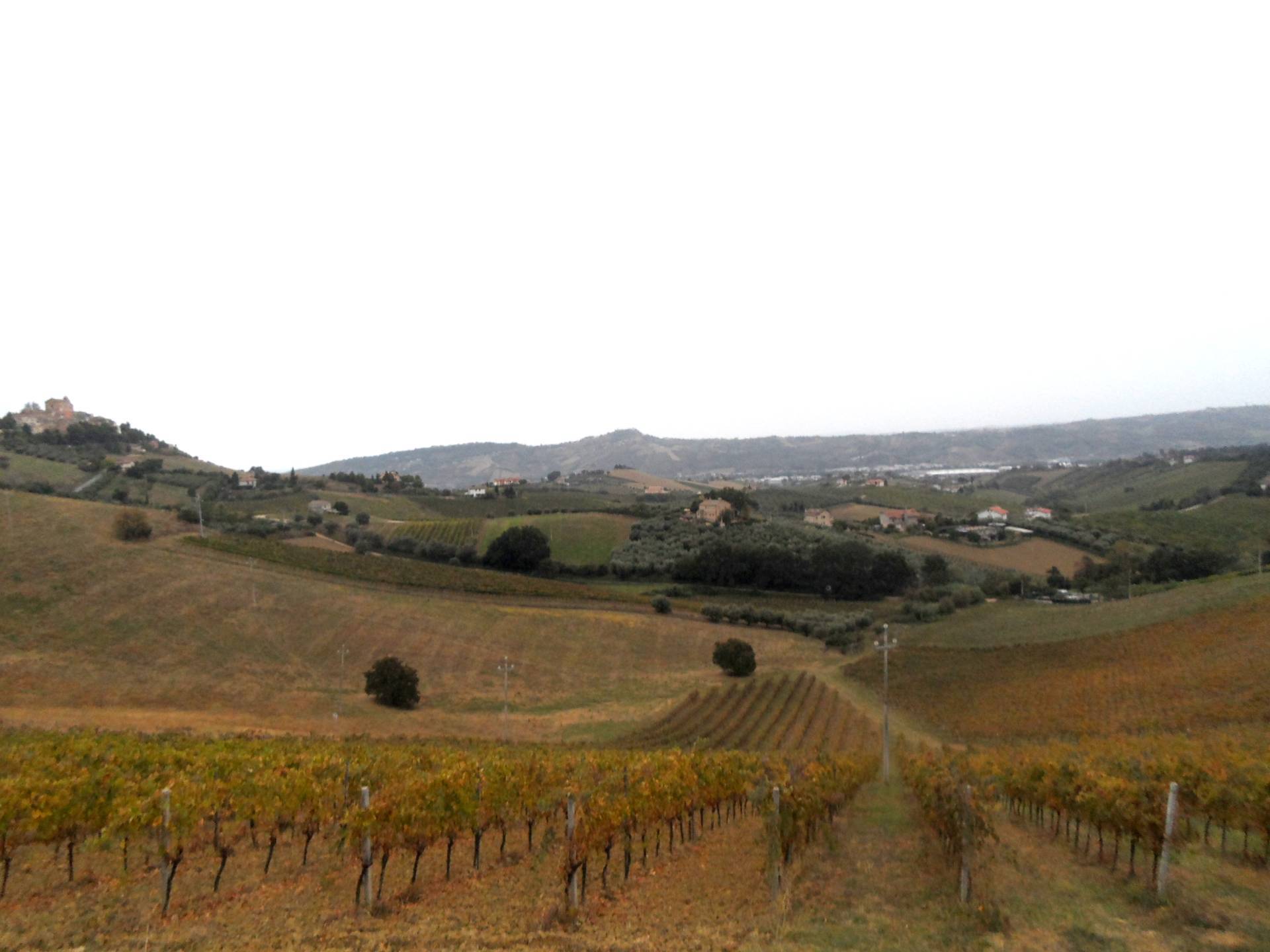 Terreno Agricolo in vendita a Monteprandone