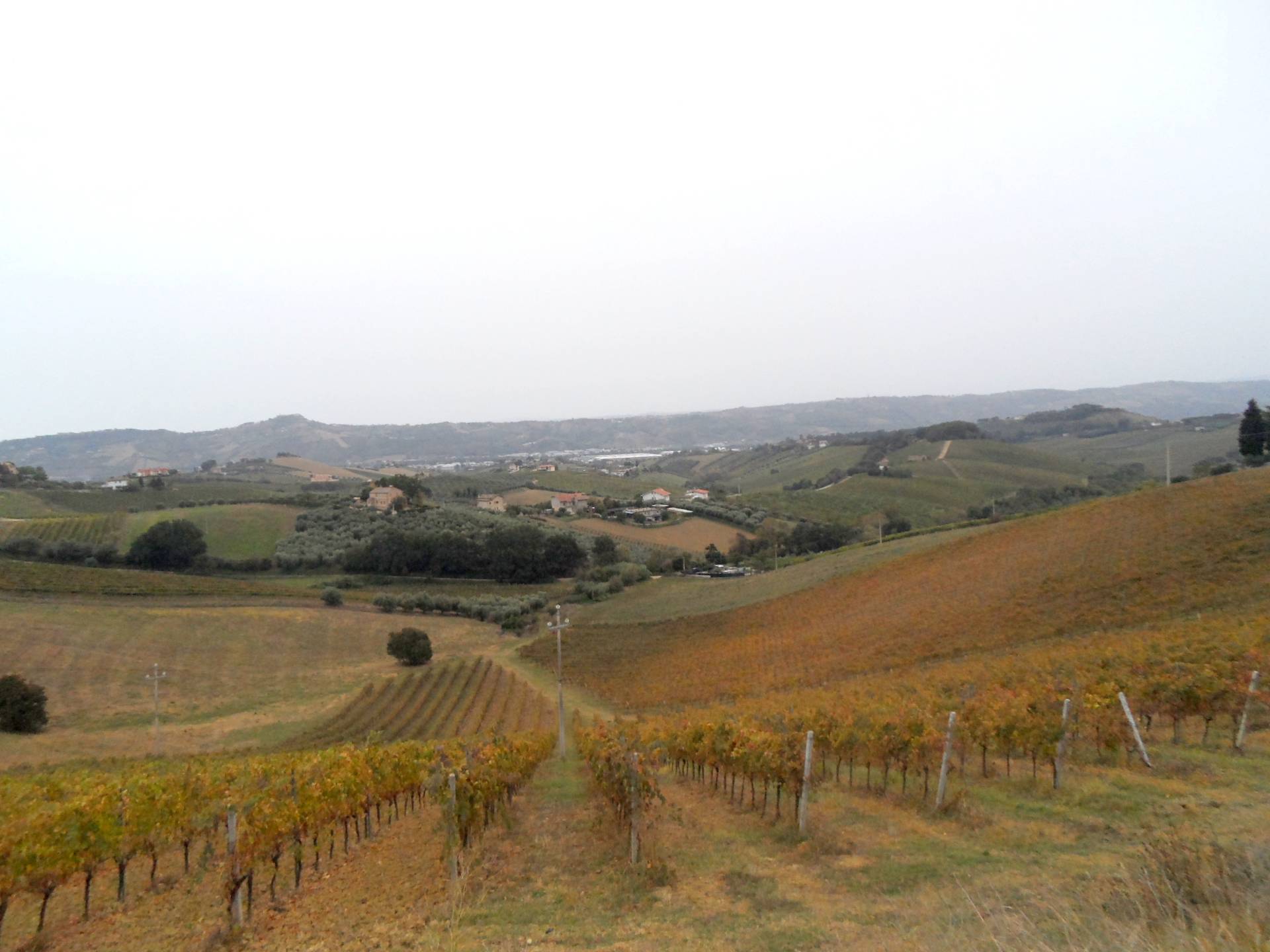 Terreno Agricolo in vendita a Monteprandone