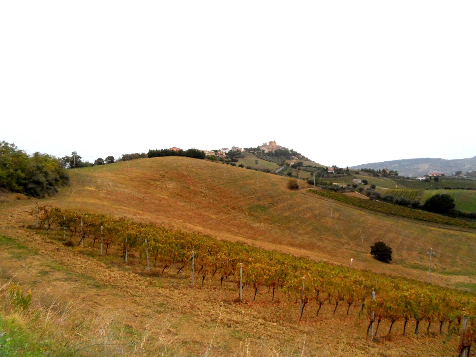 Terreno Agricolo in vendita a Monteprandone