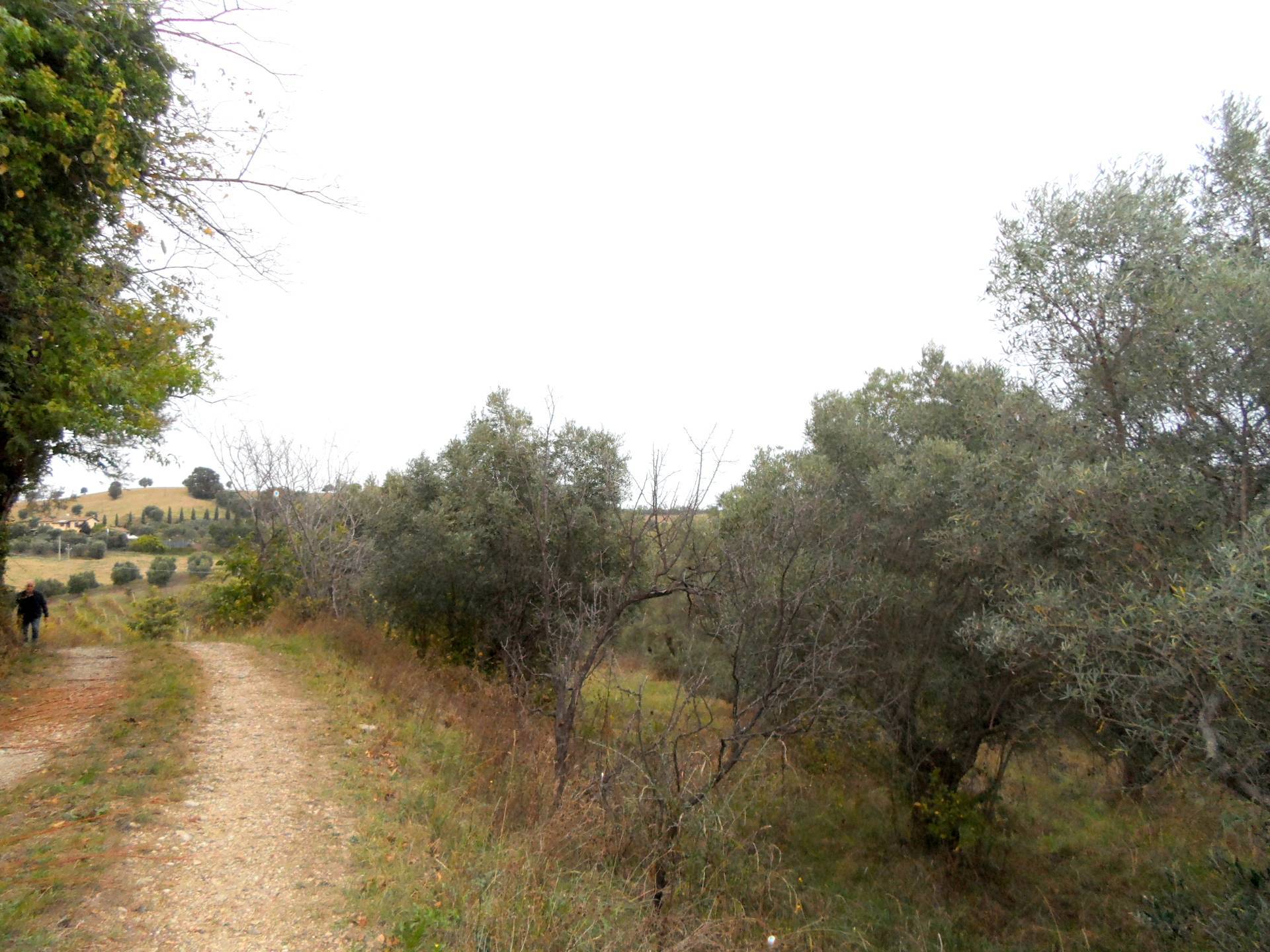 Terreno Agricolo in vendita a Monteprandone