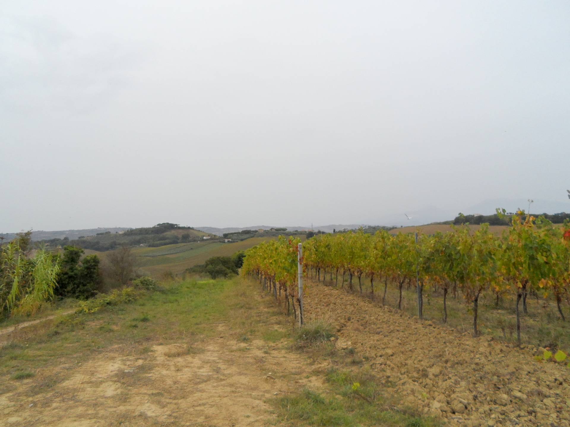 Terreno Agricolo in vendita a Monteprandone