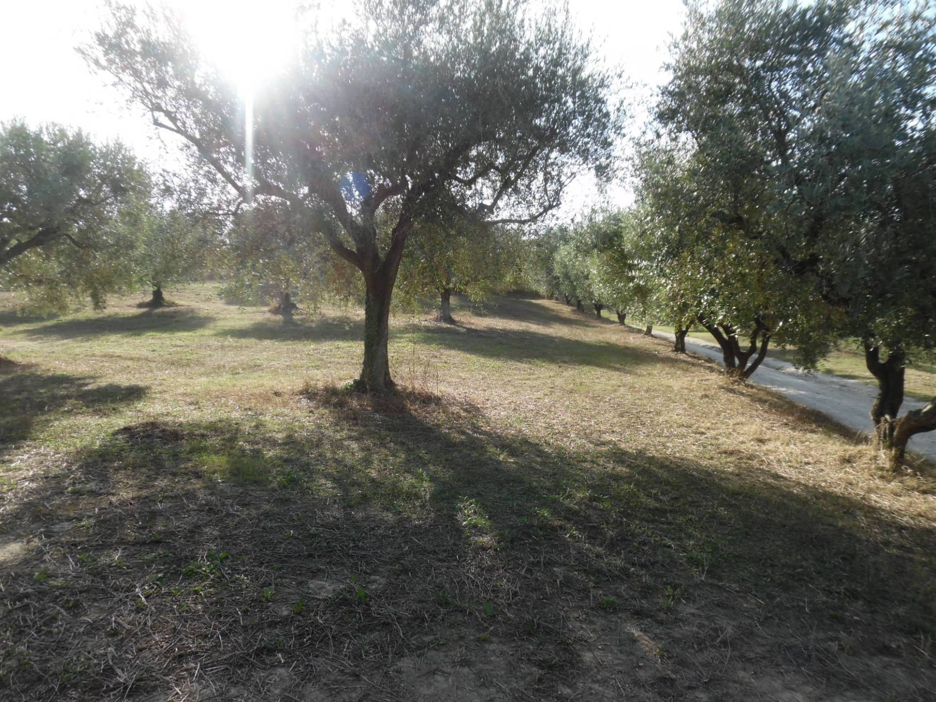 Terreno Agricolo in vendita a Controguerra, Panoramica