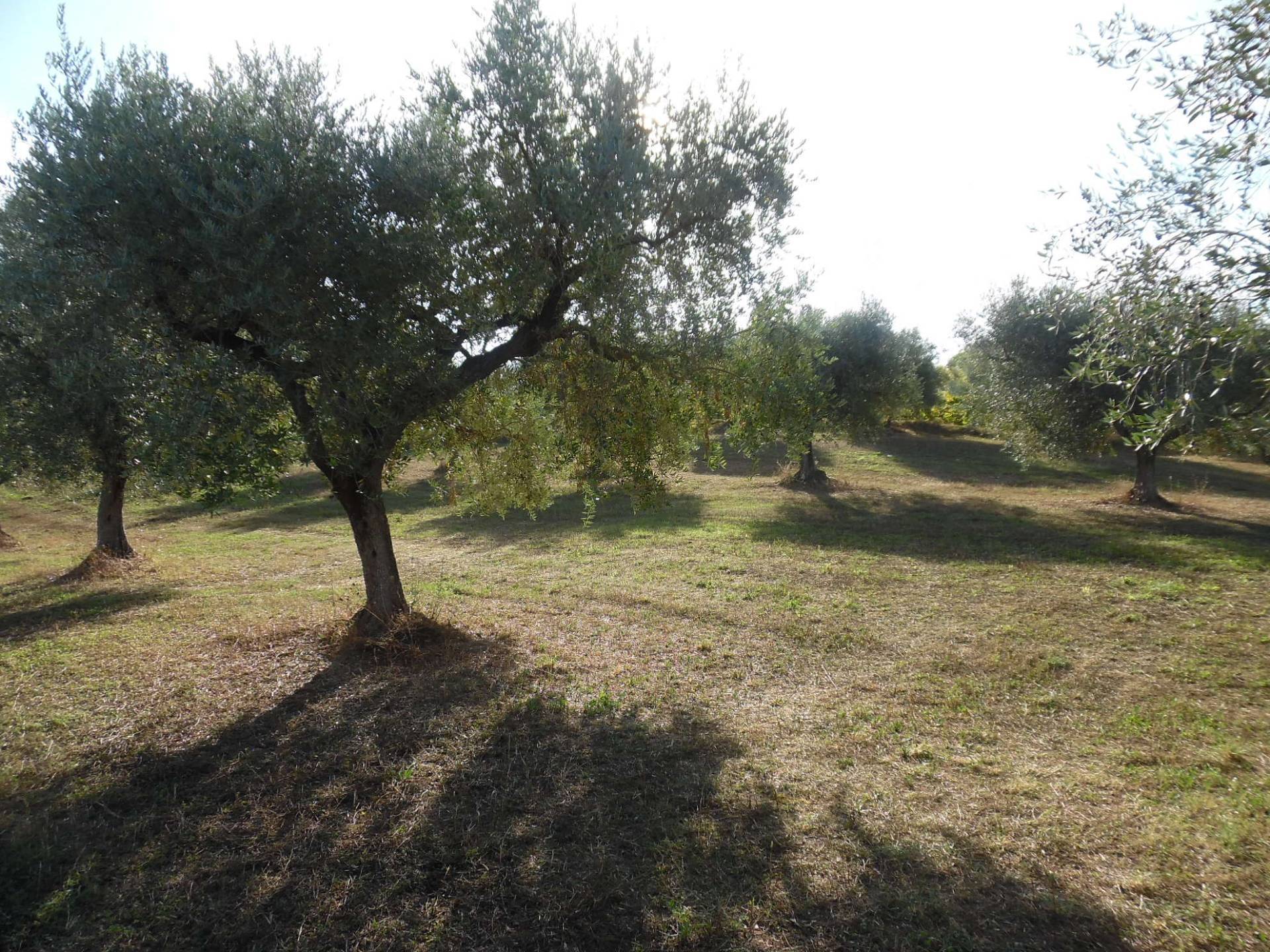 Terreno Agricolo in vendita a Controguerra, Panoramica