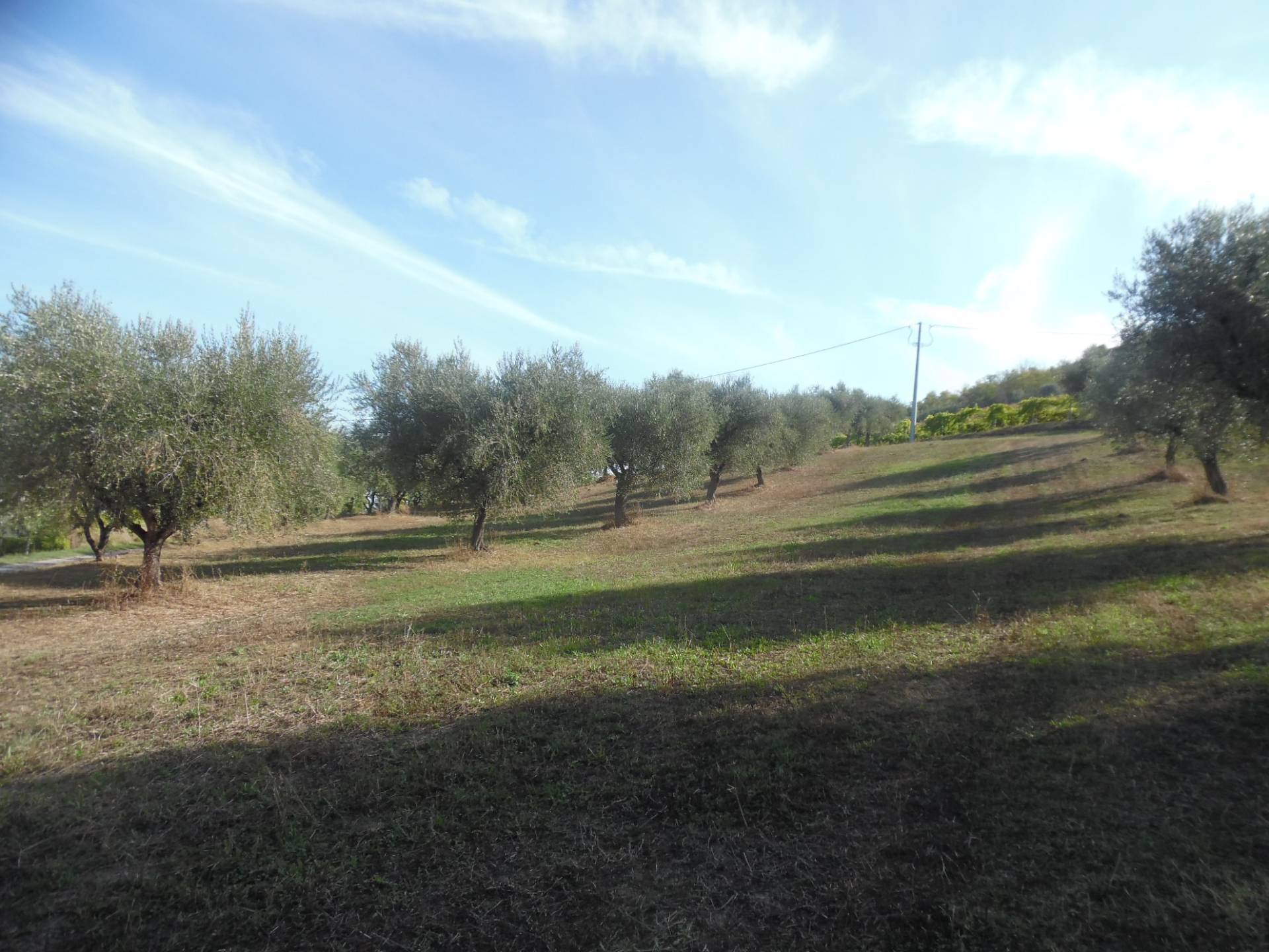 Terreno Agricolo in vendita a Controguerra, Panoramica