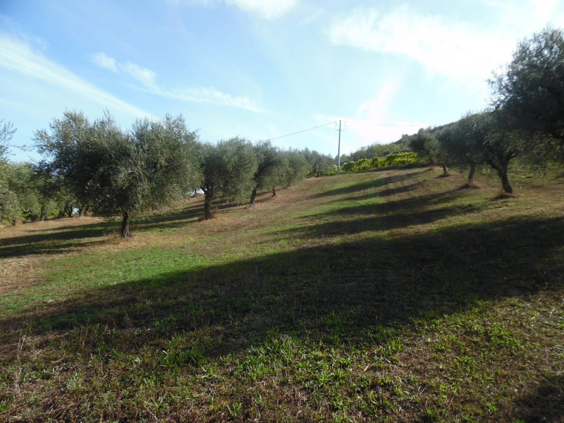 Terreno Agricolo in vendita a Controguerra, Panoramica