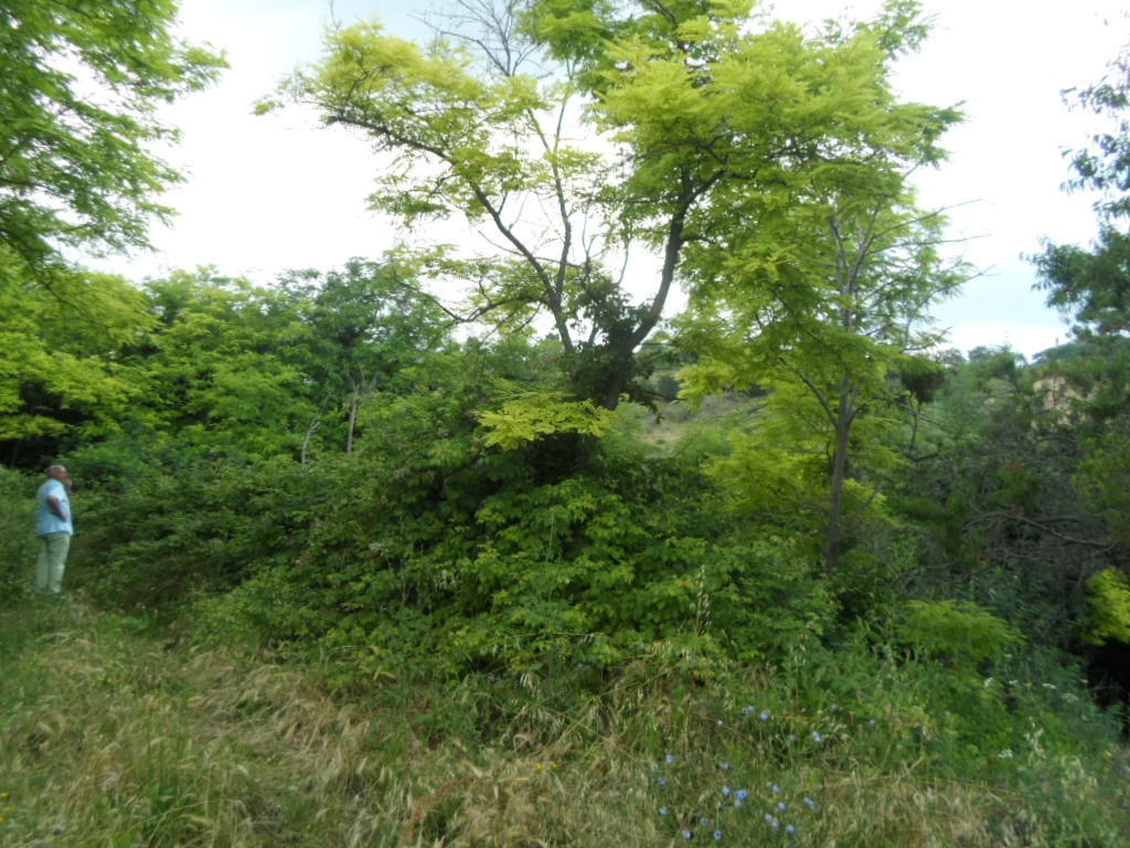Terreno Agricolo in vendita a San Benedetto del Tronto, Collinare