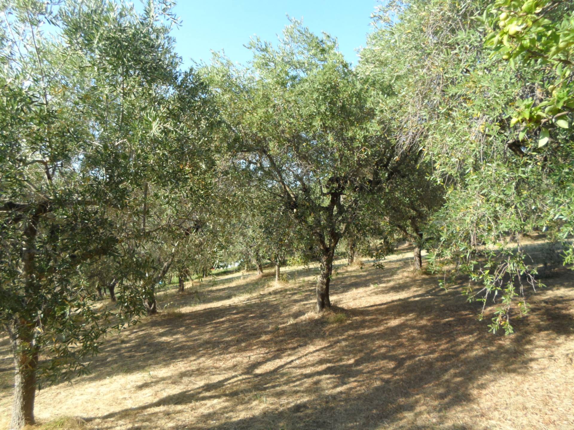 immagine annuncio 5 di 6