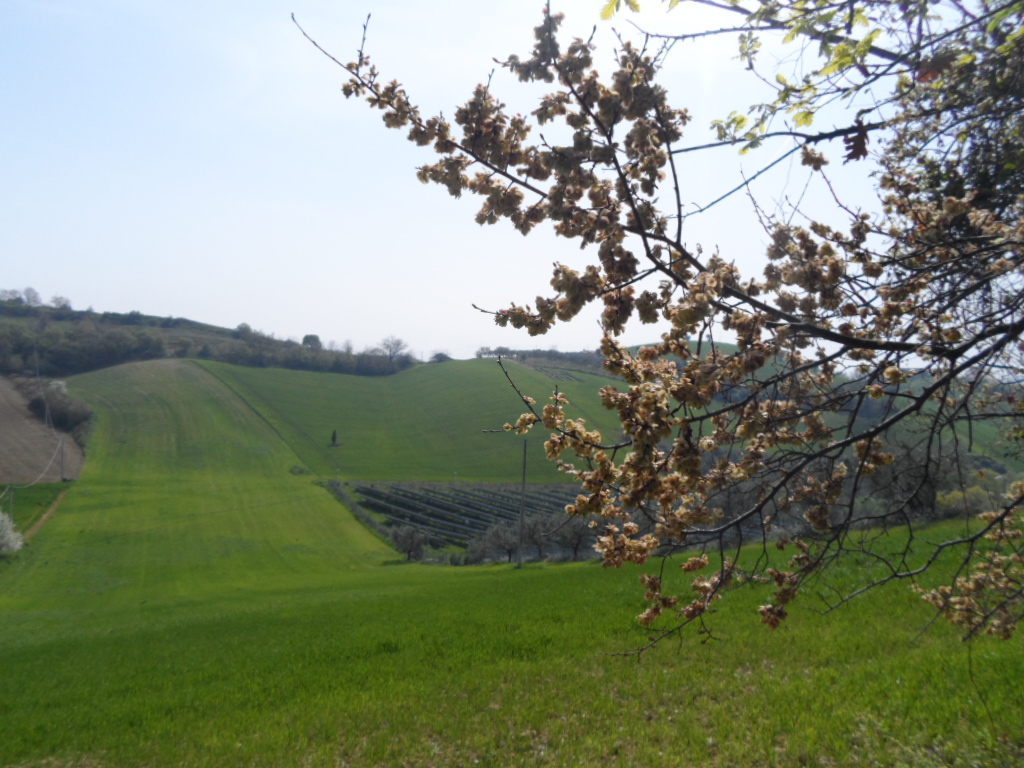Terreno Agricolo in vendita a Acquaviva Picena, Forola