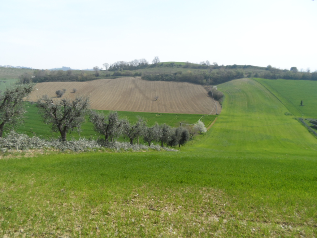 Terreno Agricolo in vendita a Acquaviva Picena, Forola