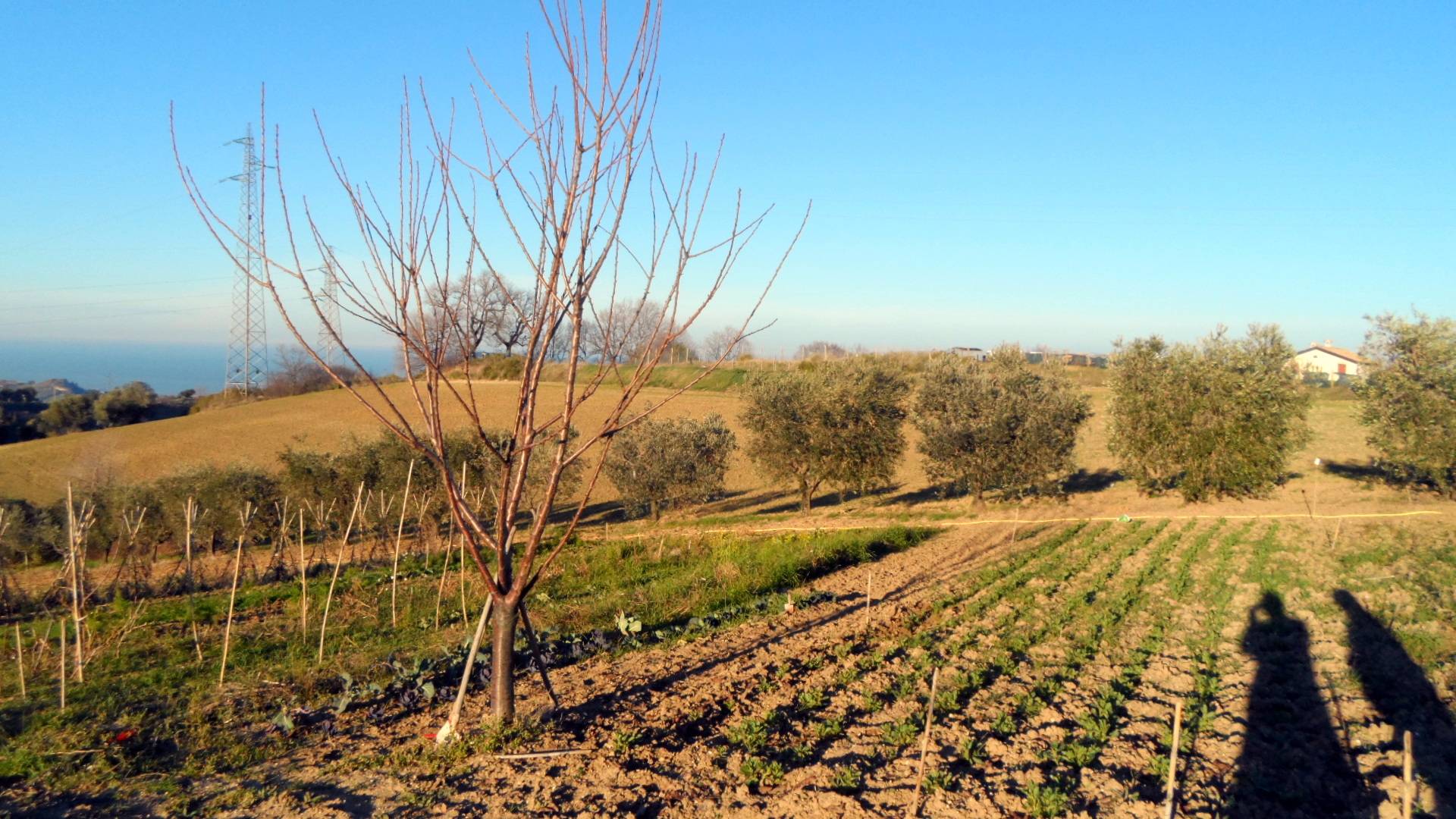 immagine annuncio 2 di 10